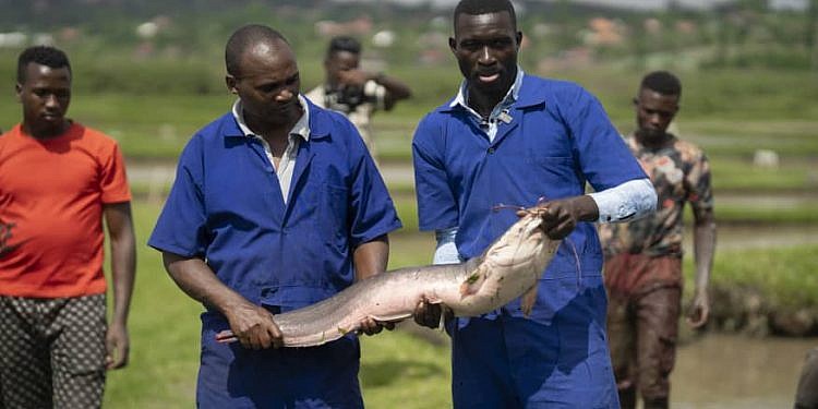 Masheda Foods Unveils New Catfish Processing Plant in Mpigi